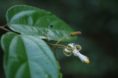 Grewia umbellifera